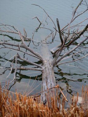 Beautiful Dead Tree Print